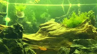 AGUA VERDE EN MI ACUARIO | CAUSAS Y SOLUCIONES