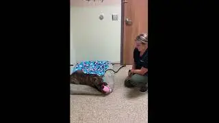 HUMANE SOCIETY OF HARRISBURG