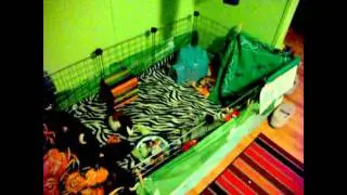 Guinea pig cage tour 2012 with new intro!