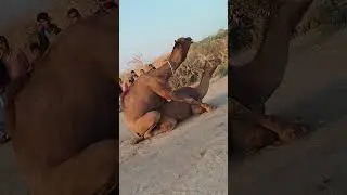 explore the world of camel breeding. #CamelBreeding #CamelFarm #breedingsetup