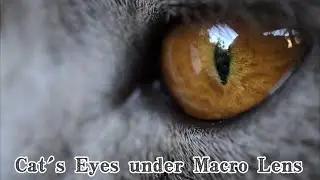 Shooting a cat's eyes with a macro lens can have a different visual experience