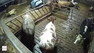 Calving - Lambing  Cameras