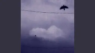 fly away