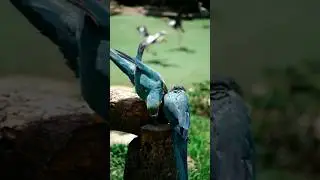 Unbelievable Conservation Stories That Changed Everything #shorts