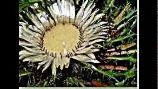 Heilpflanzen / Silberdistel
