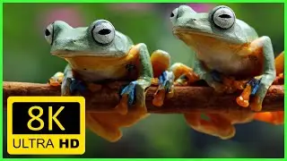 The World's Most Endangered Frogs in 8k UHD HDR -  Most Spectacular frog collection!