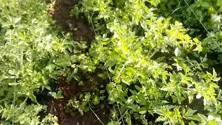 Cherry tomatoes farming//Primitive gardening//Talking ASMR #garden #asmr 
