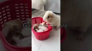 Comment Your Favorite Clip🤣🤣 #shorts #animals