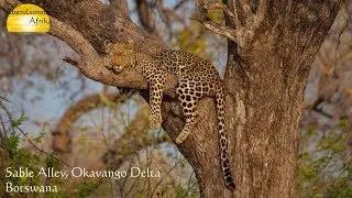 Sable Alley, Okavango Delta, Botswana &copy; Abendsonne Afrika