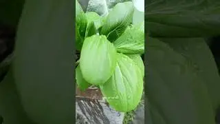 Masha Allah showered with Allah's grace #terracegarden #gardening #narrowlandgarden