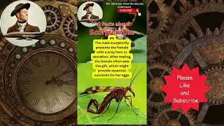 10 Facts About Scorpionflies #weird #animals #nature @TheArchimedesFiles