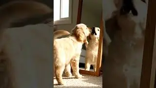 Who&rsquo;s That Puppy in the Mirror?   #PuppyMoments #DogReacts #MirrorChallenge #dog