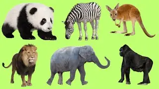 Animals Vocabulary In English ll Animals Name In English With pictures || English Educational video