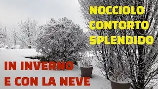 NOCCIOLO CONTORTO SPLENDIDO IN INVERNO E CON LA NEVE!