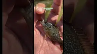Sunfish Beauty Between the Rocks #greensunfish #fishingVibes