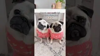 How to EASILY tell my TWO PUGS apart 🐶🐶📝 #pug #dog