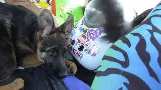 (feat Tank next door )The AdVenTuReS of Twink (aka Mr. Twinkles) & Miss Stormy LOVE #puppy #kitty