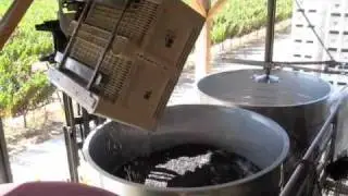 Sorting Grapes
