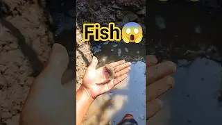 An empty pond. and suddenly, a fish. Explain that😱#nature#fishing#pond#backyard#love#shorts#love#yt