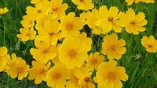 soothing music#relaxing#food for soul#relief anxiety#free stress
