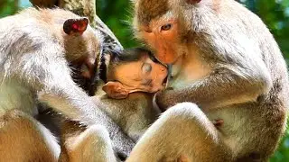 Great baby Vitchie so fast taking milk from his mommy's mouth | Baby Fabulous