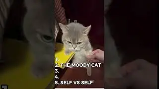 daily cat core videos #cat #catfunny #catlovers #trending #shorts #fypシ