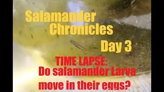 Day 3 Salamander Egg Time Lapse Extended Edition: Do salamander larvae move in their eggs?
