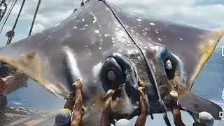 Fishing Line to Catch Sea Monsters, Hunt Giant Stingrays. Just WOW #fishing #fish #monster