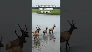 The Great Migration: Why Do Animals Migrate 1000s of Miles? 🦁 #shorts