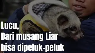 KOMUNITAS MUSANG LOVERS JAKARTA