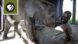 How Not to Feed a Baby Elephant