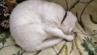Kitty Snow fell fast asleep after a walk #cat #kitten