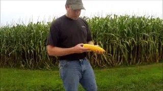 What is One Ear of Corn Worth?