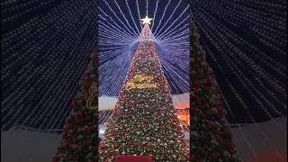 Happy Christmas Day 🎁🎄🎁 Day  | 2023 | | Crazy Bombay |   #christmas