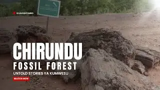 CHIRUNDU FOSSIL FOREST 