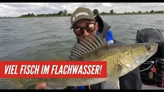GROßE FISCHE IM FLACHEN WASSER? - Angeln auf Raubfisch in Holland