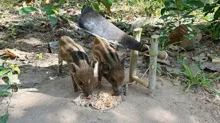 Amazing Quick Powerful Wild Pig Trap Make Big Knife #shortvideo #wildboar #short