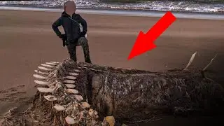 Top 15 Strangest Things Washed Up On Beaches!