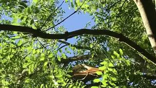 Branch falling off tree