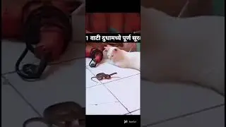 😱oo Bhai ye Kya huaa #thecats #cats #shortsvideoviral