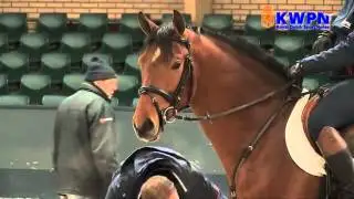 A day at the 2013 KWPN Autumn Stallion Performance Testing
