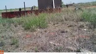 Cattle Tank Game Camera Shots