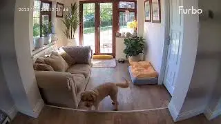Furbo 360&deg;