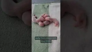 Introducing Cookies baby ferrets