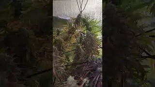 Green Point Seeds Harvest Time.