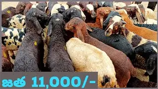 pottelu pillalu #bakra #pottelu #pottellu #sheep #sheep_farm #sheepmarket #sheepfarming #sheeptuber