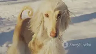 The World's 8 Most Beautiful Dogs 2025