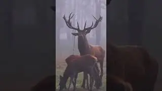 CERVUS CANADENSIS #animalesalvajes