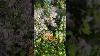 Butterfly bliss #shorts #nature