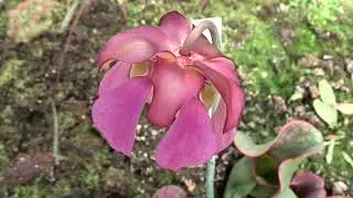 Sarracenia purpurea L. čes. &scaron;pirlice nachov&aacute;